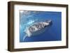 Whale Shark (Rhincodon Typus)-Stephen Frink-Framed Photographic Print