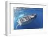 Whale Shark (Rhincodon Typus)-Stephen Frink-Framed Photographic Print