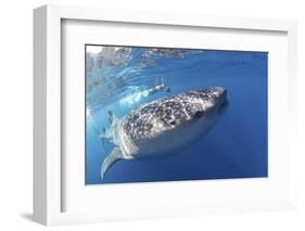 Whale Shark (Rhincodon Typus)-Stephen Frink-Framed Photographic Print