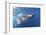 Whale Shark (Rhincodon Typus)-Stephen Frink-Framed Photographic Print