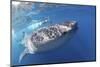 Whale Shark (Rhincodon Typus)-Stephen Frink-Mounted Photographic Print