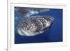 Whale Shark (Rhincodon Typus)-Stephen Frink-Framed Photographic Print