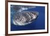 Whale Shark (Rhincodon Typus)-Stephen Frink-Framed Photographic Print