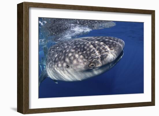 Whale Shark (Rhincodon Typus)-Stephen Frink-Framed Photographic Print