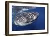 Whale Shark (Rhincodon Typus)-Stephen Frink-Framed Photographic Print