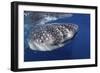 Whale Shark (Rhincodon Typus)-Stephen Frink-Framed Photographic Print