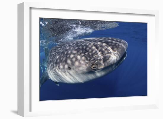 Whale Shark (Rhincodon Typus)-Stephen Frink-Framed Photographic Print