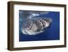 Whale Shark (Rhincodon Typus)-Stephen Frink-Framed Photographic Print