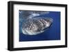 Whale Shark (Rhincodon Typus)-Stephen Frink-Framed Photographic Print