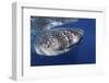 Whale Shark (Rhincodon Typus)-Stephen Frink-Framed Photographic Print