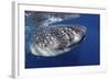 Whale Shark (Rhincodon Typus)-Stephen Frink-Framed Photographic Print