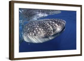 Whale Shark (Rhincodon Typus)-Stephen Frink-Framed Photographic Print