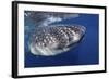 Whale Shark (Rhincodon Typus)-Stephen Frink-Framed Photographic Print