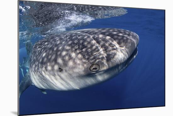 Whale Shark (Rhincodon Typus)-Stephen Frink-Mounted Photographic Print