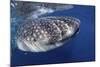 Whale Shark (Rhincodon Typus)-Stephen Frink-Mounted Photographic Print