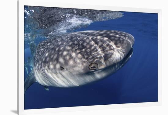 Whale Shark (Rhincodon Typus)-Stephen Frink-Framed Photographic Print
