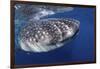 Whale Shark (Rhincodon Typus)-Stephen Frink-Framed Photographic Print