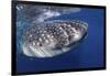 Whale Shark (Rhincodon Typus)-Stephen Frink-Framed Photographic Print