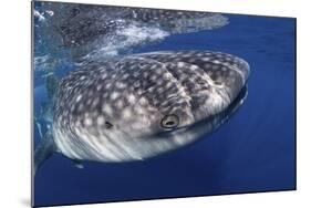 Whale Shark (Rhincodon Typus)-Stephen Frink-Mounted Photographic Print