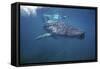 Whale Shark Ron Taylor Filming a Giant Whale Shark-null-Framed Stretched Canvas