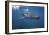 Whale Shark Ron Taylor Filming a Giant Whale Shark-null-Framed Photographic Print