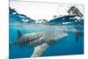 Whale shark, Sakatia Island, Madagascar, Indian Ocean, Africa-Dan Burton-Mounted Photographic Print