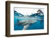 Whale shark, Sakatia Island, Madagascar, Indian Ocean, Africa-Dan Burton-Framed Photographic Print