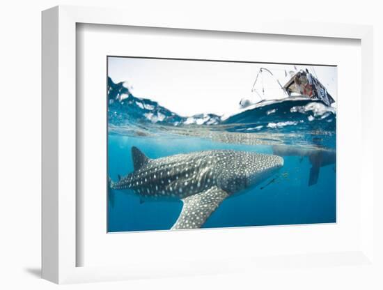 Whale shark, Sakatia Island, Madagascar, Indian Ocean, Africa-Dan Burton-Framed Photographic Print