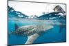 Whale shark, Sakatia Island, Madagascar, Indian Ocean, Africa-Dan Burton-Mounted Photographic Print