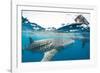 Whale shark, Sakatia Island, Madagascar, Indian Ocean, Africa-Dan Burton-Framed Photographic Print