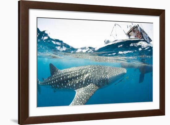 Whale shark, Sakatia Island, Madagascar, Indian Ocean, Africa-Dan Burton-Framed Photographic Print