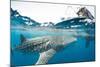 Whale shark, Sakatia Island, Madagascar, Indian Ocean, Africa-Dan Burton-Mounted Photographic Print