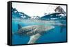 Whale shark, Sakatia Island, Madagascar, Indian Ocean, Africa-Dan Burton-Framed Stretched Canvas