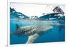 Whale shark, Sakatia Island, Madagascar, Indian Ocean, Africa-Dan Burton-Framed Photographic Print