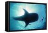 Whale Shark Shark in Silhouette with Snorkeller-null-Framed Stretched Canvas