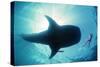 Whale Shark Shark in Silhouette with Snorkeller-null-Stretched Canvas