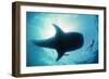 Whale Shark Shark in Silhouette with Snorkeller-null-Framed Photographic Print