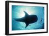 Whale Shark Shark in Silhouette with Snorkeller-null-Framed Photographic Print