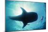 Whale Shark Shark in Silhouette with Snorkeller-null-Mounted Photographic Print