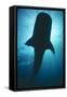 Whale Shark Silhouette-null-Framed Stretched Canvas