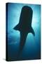 Whale Shark Silhouette-null-Stretched Canvas