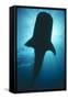 Whale Shark Silhouette-null-Framed Stretched Canvas