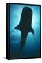 Whale Shark Silhouette-null-Framed Stretched Canvas