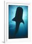 Whale Shark Silhouette-null-Framed Photographic Print