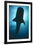 Whale Shark Silhouette-null-Framed Photographic Print