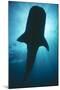 Whale Shark Silhouette-null-Mounted Photographic Print