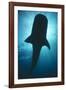 Whale Shark Silhouette-null-Framed Photographic Print