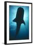 Whale Shark Silhouette-null-Framed Photographic Print