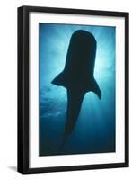 Whale Shark Silhouette-null-Framed Photographic Print