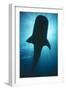 Whale Shark Silhouette-null-Framed Photographic Print